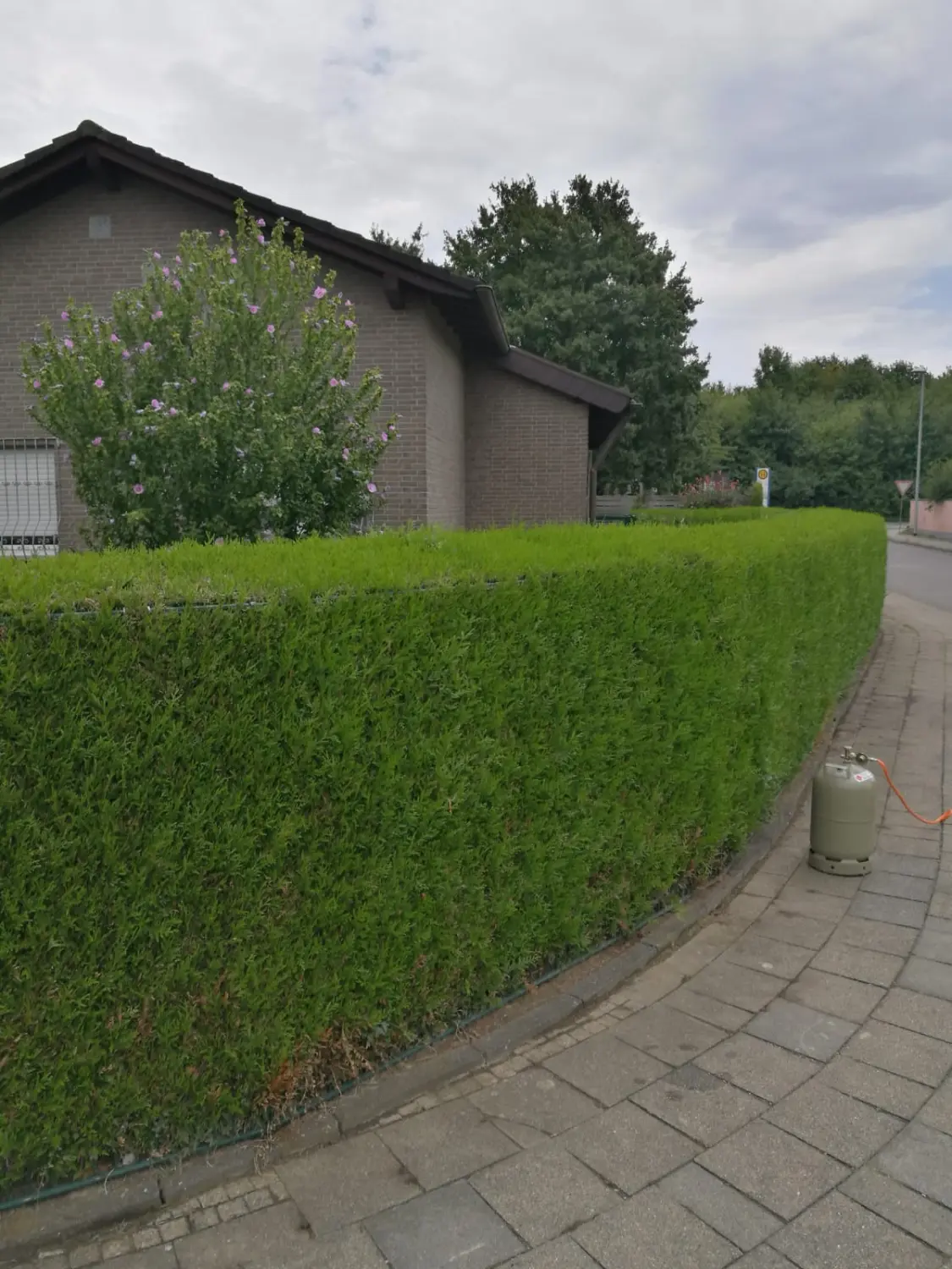 Hausmeisterservice, Gehwegbäume beschneiden